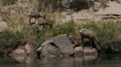 Bergziegen am Ufer ...