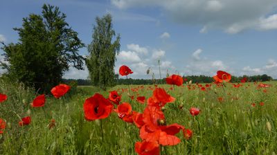 ... vorbei an Felder mit rotem Mohn ...