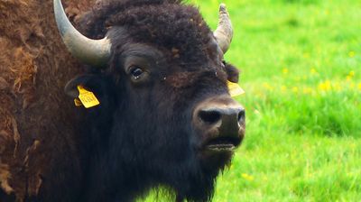 Vorbei an einer Herde Bisons ...