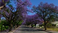 Durch Jakaranda-Alleen in Robertson ...