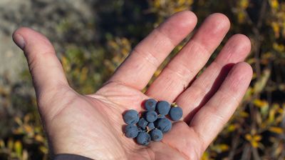 Im August werden Milliarden von Blaubeeren reif