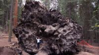 So sieht ein Giant Sequoia von unten aus