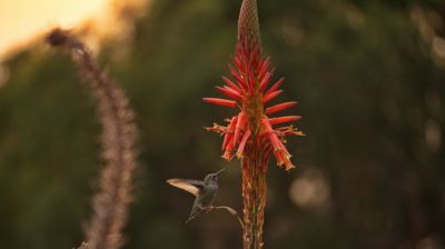 Hier schwirren schon mal hungrige Kolibris herum