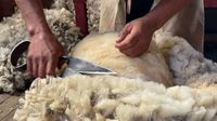 Sehen zu, wie Schafe geschoren werden