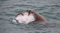 Kurz vor unserer Unterkunft führt die Straße direkt am Meer entlang. Dieser Seelöwe, der gerade einen Stachelrochen zerlegt, befand sich keine 20 Meter von uns und unseren Fahrrädern entfernt