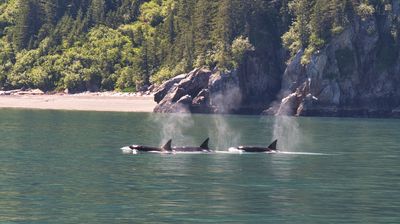 Eine kleine Orca-Familie zieht vorbei