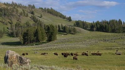 Im Yellowstone Park gibt es wieder viele von ihnen