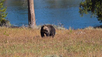 Auf dem Weg zum Dinner ist uns noch dieser Grizzly begegnet