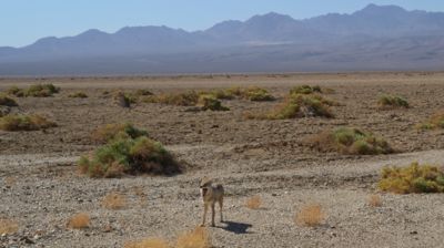 Auf dem Weg nach Badwater gähnt uns ein gelangweilter Kojote an