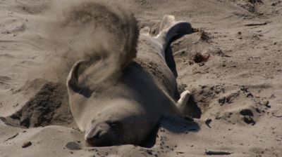 Gegen Sonnenbrand hilft eine ordentliche Schicht Sand