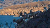 Besonders vor dem Hintergrund des Lake Mead in der Abendsonne