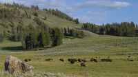 Im Yellowstone Park gibt es wieder viele von ihnen