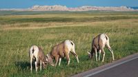 Das sind übrigens Dickhornschafe, in diesem Fall von hinten