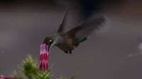 ... und ein Colibri nascht an einer Blüte ...