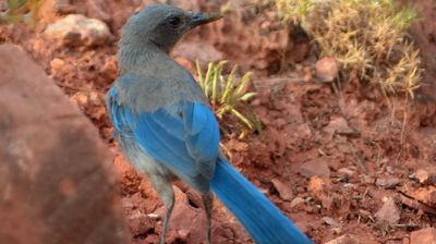 ... ein Stellars Jay auf Futtersuche ...