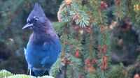 ... und ein Stellars Jay liebäugelt mit unserem gedeckten Tisch ...