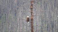 Ein Seeadler auf Futtersuche ...