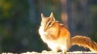 Ein Hörnchen stopft sich die Backen voll ...