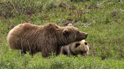 Diese Grizzlymutter mit Kind lief ganz entspannt 15 Meter neben unserem Shuttle-Bus herum.