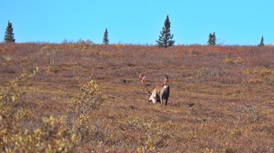 Ein einsamer Caribou Bulle grast friedlich in der spätsommerbunten Tundra