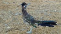 Roadrunner schafft über 30 km/h zu Fuß, davon können die meisten von uns nur träumen.