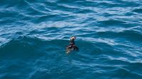 Es gibt auch kleines Wildlife hier: Ein Papageientaucher (Puffin) kommt vorbei