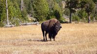 Ein Bisonbulle richtet das Wort an uns