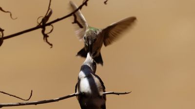 Colibris bei der Fütterung