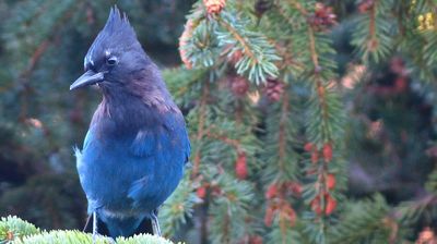 ... und ein Stellars Jay liebäugelt mit unserem gedeckten Tisch ...