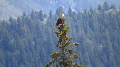 Ein Weißkopfseeadler sucht ebenfalls nach Futter Ausschau ...