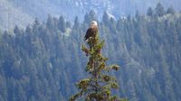 Ein Weißkopfseeadler sucht ebenfalls nach Futter Ausschau ...