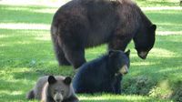 Eine Bärenfamilie tummelt sich am Straßenrand ...