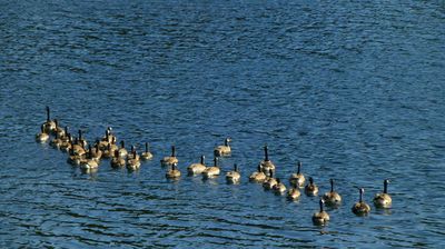 Gänseschar auf dem See ...