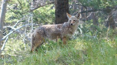 Ein Coyote schaut uns nach ...