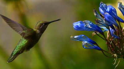 Ein Colibri beim Lunch ...