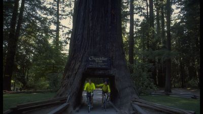 ... und wir radeln durch Redwoods durch ...