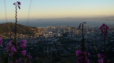 Frühmorgens wandern wir hoch auf den Tafelberg