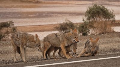Verspielte Kojoten am Wegesrand