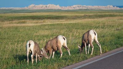 Das sind übrigens Dickhornschafe, in diesem Fall von hinten