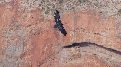 ... und ein Condor fliegt vorbei ...