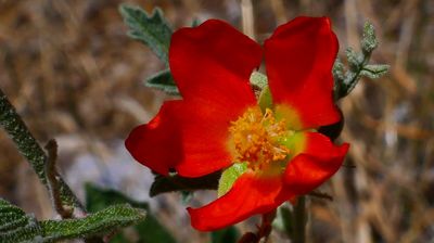 ... Kaktusblüte am Wegesrand ....