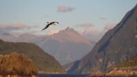 Ein Albatross begleitet uns, so elgante Flugmanöver haben wir noch nicht gesehen