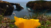 California Poppy m,it Blick aufs Meer ...