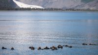 Auf dem Rückweg treffen wir eine Seeotter-Großfamilie