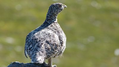 Es gibt auch kleineres Wildlife, hier ein Ptarmigan (Schneehuhn) im Sommerkleid, das State Bird of Alaska