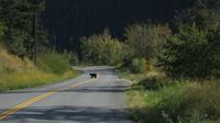 Ein Bär quert die Straße vor uns ...
