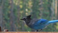 ... und ein Stellars Jay turnt übers Geländer ...