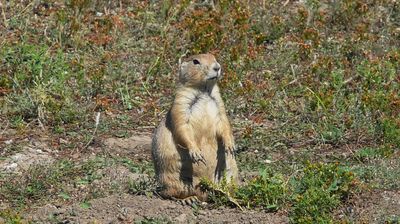 ... und kommen wiederholt an den so genannten Prairie-Dog-Towns vorbei, wo die putzigen Ziesel herumstehen. Dieses Exemplar scheint sich bereits gut auf den Winterschlaf vorbereitet zu haben ...