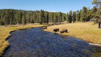 Auf dem Weg zur Old Faithful Lodge begegnen uns natürlich wieder ein paar Büffel