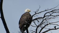 ... und ein Seeadler sitz gelangweilt im Baum ...